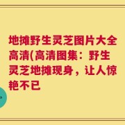 地摊野生灵芝图片大全高清(高清图集：野生灵芝地摊现身，让人惊艳不已
