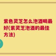 紫色灵芝怎么泡酒喝最好(紫灵芝泡酒的最佳方法)