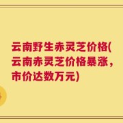 云南野生赤灵芝价格(云南赤灵芝价格暴涨，市价达数万元)