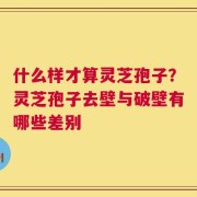 什么样才算灵芝孢子？灵芝孢子去壁与破壁有哪些差别