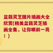 盆栽灵芝图片插画大全欣赏(精美盆栽灵芝插画全集，让你眼前一亮！)