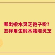 哪出椴木灵芝孢子粉？怎样用生椴木栽培灵芝