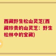 西藏野生松山灵芝(西藏珍贵的山灵芝：野生松林中的宝藏)
