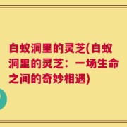 白蚁洞里的灵芝(白蚁洞里的灵芝：一场生命之间的奇妙相遇)