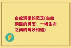 白蚁洞里的灵芝(白蚁洞里的灵芝：一场生命之间的奇妙相遇)