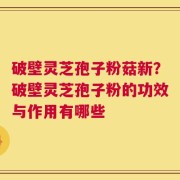 破壁灵芝孢子粉菇新？破壁灵芝孢子粉的功效与作用有哪些