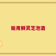能用鲜灵芝泡酒