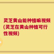 灵芝黄山能种植嘛视频(灵芝在黄山种植可行性视频)