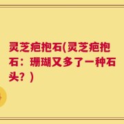 灵芝疤抱石(灵芝疤抱石：珊瑚又多了一种石头？)