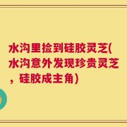 水沟里捡到硅胶灵芝(水沟意外发现珍贵灵芝，硅胶成主角)