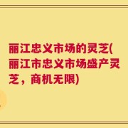 丽江忠义市场的灵芝(丽江市忠义市场盛产灵芝，商机无限)