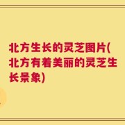 北方生长的灵芝图片(北方有着美丽的灵芝生长景象)