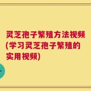 灵芝孢子繁殖方法视频(学习灵芝孢子繁殖的实用视频)