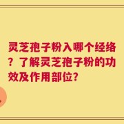 灵芝孢子粉入哪个经络？了解灵芝孢子粉的功效及作用部位？