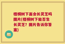 梧桐树下面会长灵芝吗图片(梧桐树下能否生长灵芝？图片告诉你答案)