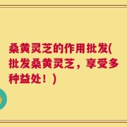 桑黄灵芝的作用批发(批发桑黄灵芝，享受多种益处！)