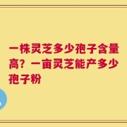 一株灵芝多少孢子含量高？一亩灵芝能产多少孢子粉