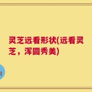 灵芝远看形状(远看灵芝，浑圆秀美)