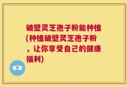 破壁灵芝孢子粉能种植(种植破壁灵芝孢子粉，让你享受自己的健康福利)