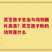 灵芝孢子主治与功效图片高清？灵芝孢子粉的功效是什么