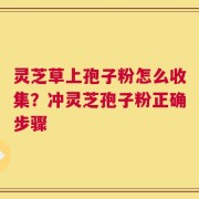 灵芝草上孢子粉怎么收集？冲灵芝孢子粉正确步骤
