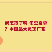 灵芝孢子粉 冬虫夏草？中国最大灵芝厂家