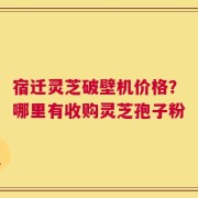 宿迁灵芝破壁机价格？哪里有收购灵芝孢子粉