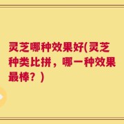 灵芝哪种效果好(灵芝种类比拼，哪一种效果最棒？)