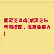 紫灵芝母鸡(紫灵芝与母鸡搭配，提高免疫力)