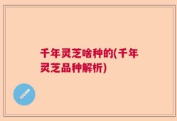 千年灵芝啥种的(千年灵芝品种解析)
