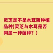 灵芝是不是木茸菌种植品种(灵芝与木耳是否同属一种菌种？)
