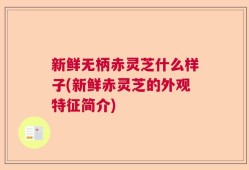 新鲜无柄赤灵芝什么样子(新鲜赤灵芝的外观特征简介)