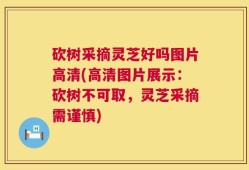 砍树采摘灵芝好吗图片高清(高清图片展示：砍树不可取，灵芝采摘需谨慎)