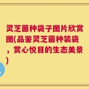 灵芝菌种袋子图片欣赏图(品鉴灵芝菌种装袋，赏心悦目的生态美景)