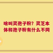 啥叫灵孢子粉？灵芝本体和孢子粉有什么不同