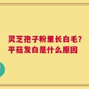 灵芝孢子粉里长白毛？平菇发白是什么原因