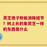 灵芝孢子粉能消除结节？树上长的象灵芝一样的东西是什么