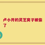 卢小开的灵芝窝子被偷了