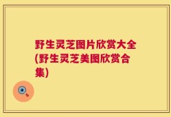 野生灵芝图片欣赏大全(野生灵芝美图欣赏合集)