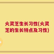 火灵芝生长习性(火灵芝的生长特点及习性)