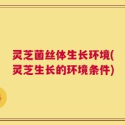 灵芝菌丝体生长环境(灵芝生长的环境条件)