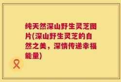 纯天然深山野生灵芝图片(深山野生灵芝的自然之美，深情传递幸福能量)