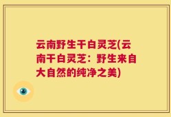 云南野生干白灵芝(云南干白灵芝：野生来自大自然的纯净之美)