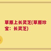 草原上长灵芝(草原珍宝：长灵芝)