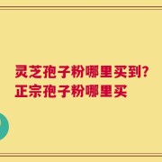 灵芝孢子粉哪里买到？正宗孢子粉哪里买