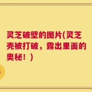 灵芝破壁的图片(灵芝壳被打破，露出里面的奥秘！)
