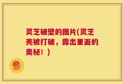灵芝破壁的图片(灵芝壳被打破，露出里面的奥秘！)