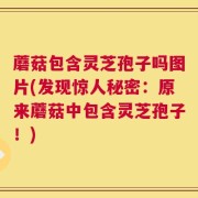 蘑菇包含灵芝孢子吗图片(发现惊人秘密：原来蘑菇中包含灵芝孢子！)