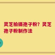 灵芝拍摄孢子粉？灵芝孢子粉制作法