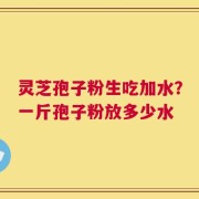 灵芝孢子粉生吃加水？一斤孢子粉放多少水